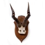 HARTEBEEST ANTELOPE HORNS mounted on an oak shield, the horns 29cm wide x 40cm high