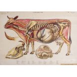 A MID 20TH CENTURY CONTINENTAL EDUCATIONAL POSTER depicting a cross section through a cow, showing