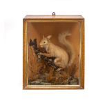 A 19TH CENTURY TAXIDERMIC RED SQUIRREL in a paper covered glazed case, 32.5cm wide x 13.5cm deep x