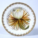 Derby botanical dish circa 1830, painted with 'Cactus Grandiflorus' (Night-blowing Cercus), mark