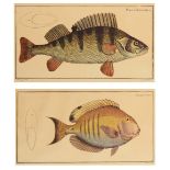 G BODENEHR AFTER KRUGER 'Perga Fluviatilis', print in colours, 24.5 x 39cm; and seven further