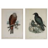 JOSEPH WOLF AND WILLIAM HART 'Milvus Migrans (Black Kite)', lithograph for John Gould's Birds,