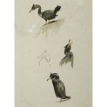 ARCHIBALD THORBURN (1860-1935) 'Shag', signed with initials and dated 'March 25th 1915',