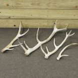 Two pairs of stag antlers
