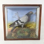 An early 20th century taxidermy pigeon, naturalistically mounted within a glazed display case,