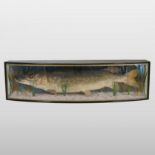 A large taxidermy pike, in a glazed bow front display case, inscribed 'Pike 311lbs',