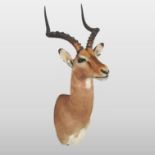 A taxidermy gazelle head, mounted with full head, neck and horns,