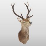 An unusually large taxidermy stag head and neck, with ten point antlers,