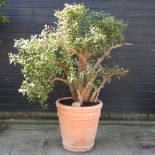 *A mature money tree, or jade tree, in a pot, 181cm high overall.