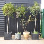 A pair of bay trees, planted in pots, together with another, 200cm high,