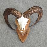 A taxidermy ram skull, mounted,