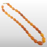 A butterscotch amber bead necklace, with a single row of graduated beads, having a gilt clasp,