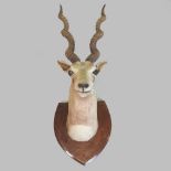 An early 20th century taxidermy buck head, mounted on a wooden shield shaped plaque,