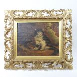 English School, (19th century), a seated cat, oil on canvas, 20 x 25cm,