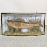 A taxidermy zander, in a bow front glazed display case, bearing a label caught by David Somes,