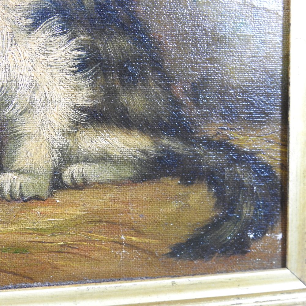 English School, (19th century), a seated cat, oil on canvas, 20 x 25cm, - Image 5 of 7