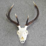 A taxidermy style deer skull, with antlers,