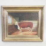 English School, 20th century, a long horned bull in a stable, oil on canvas laid on board,