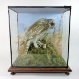 A 19th century taxidermy short eared owl, in a glazed display case,