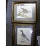 Two framed & glazed hand coloured prints of birds of pray, by Glastonbury Prints, depicting a