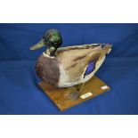 A taxidermy Mallard Duck