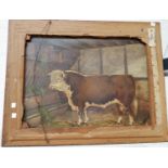 20th Century British: oil on canvas of a Hereford bull, 20" x 26", the reverse bearing a framed