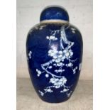 A large late 19th / early 20th century Chinese blue and white ginger jar with prunus decoration,