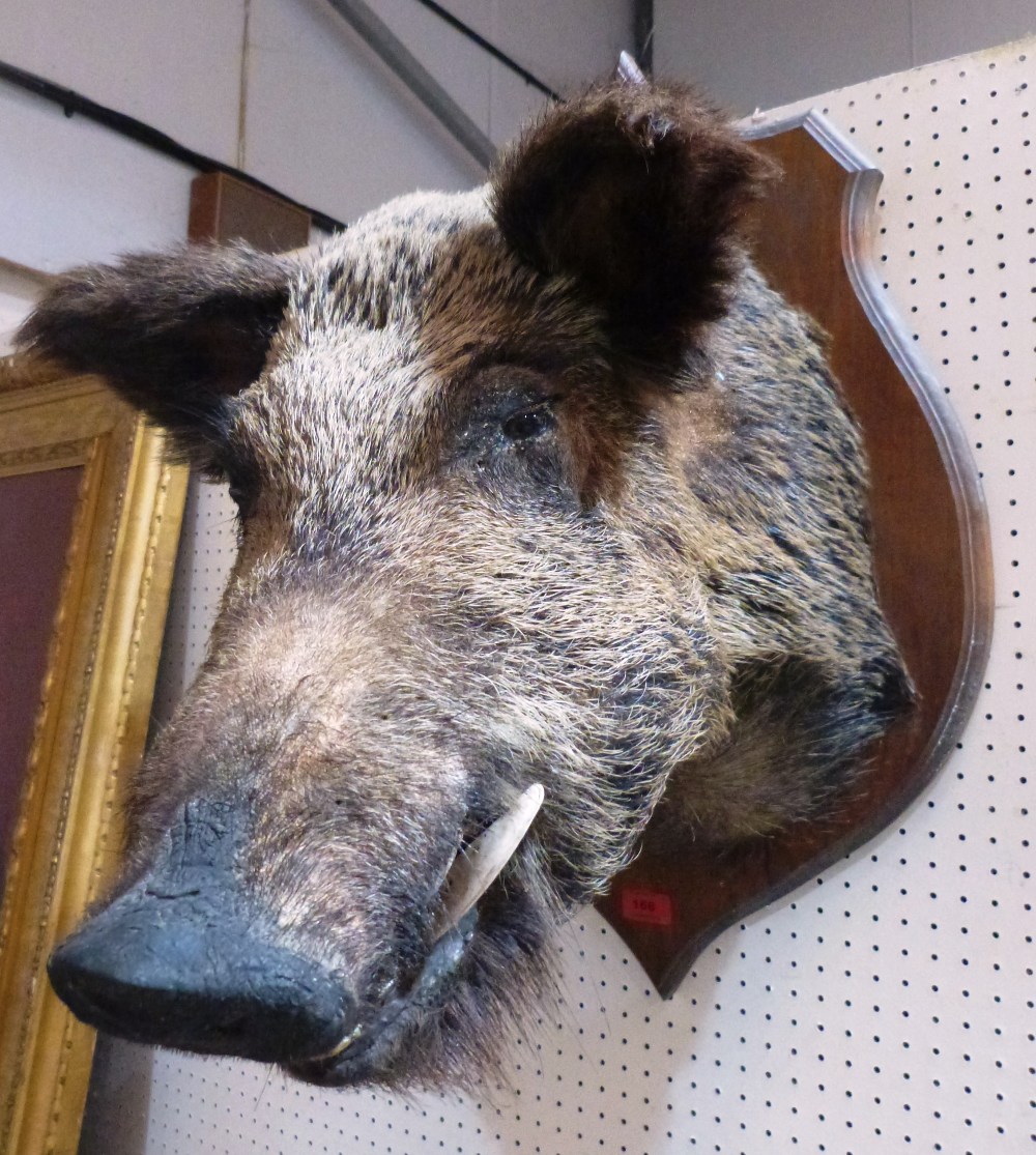 Vintage Taxidermy. A mounted boar's head, the shield plaque 27' high