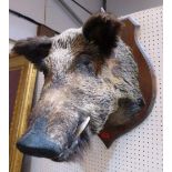 Vintage Taxidermy. A mounted boar's head, the shield plaque 27' high