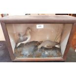 Vintage Taxidermy. A pair of cased birds on rocky base. The case 13' x 17'