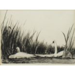 SWANS RESTING, AN ETCHING