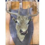 A MOUNTED STAG'S HEAD