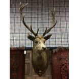A MID 20TH CENTURY TWELVE POINT STAG'S HEAD