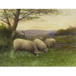 SHEEP STUDY, A WATERCOLOUR BY L MCN SHANKS