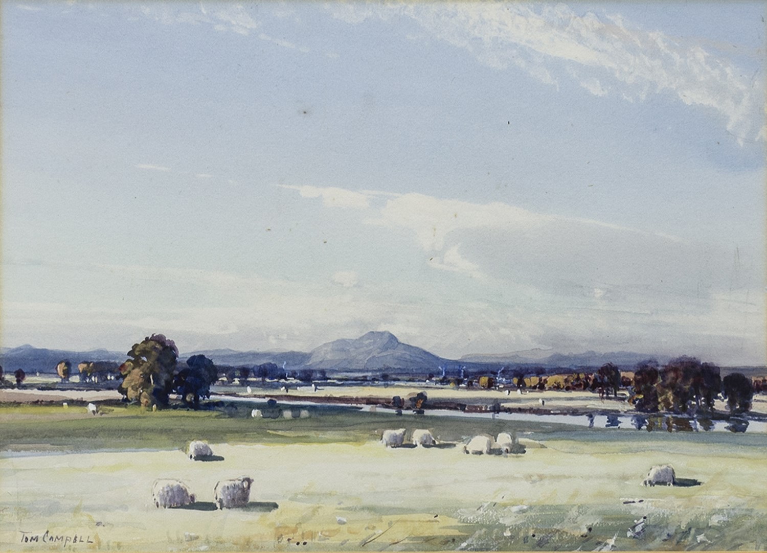SHEEP GRAZING, A WATERCOLOUR BY TOM CAMPBELL