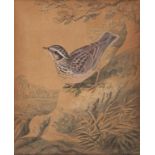 SYDENHAM TEAST EDWARDS (1768-1819), LARK, signed and indistinctly inscribed, watercolour, 22 x