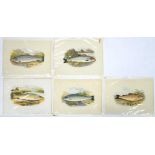 19TH C, LITHOGRAPH, ILLUSTRATIONS OF FISH, PRINTED IN COLOUR, 27 X 38CM (5)