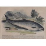 A SALMON AND A COMMON TROUT, HAND COLOURED ENGRAVINGS, A PAIR, 23 X 32CM