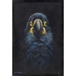 †CYRIL DAVID JOHSTON (1946-) PARROT signed and dated, oil on board, 24 x 16.5cm, unframed ++Good