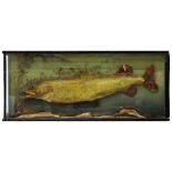 FISH TAXIDERMY. A REALISTICALLY MOUNTED PIKE IN GLASS CASE, WITH LONDON TAXIDERMY STUDIOS LABEL, 122