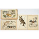 APPROXIMATELY 34 HAND COLOURED ILLUSTRATIONS OF BIRDS AND OTHER WILD AND DOMESTIC ANIMALS, PUBLISHED