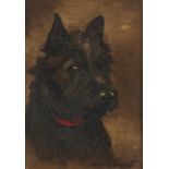 CHRISTINE MCGREGOR (EXH 1921-25) A SCOTTISH TERRIER signed, oil on canvas, 34 x 24cm++Beneath