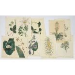 BOTANICAL PRINTS, 19TH C COLOURED ENGRAVINGS, AFTER SYDENHAM EDWARDS, F. SANSOM, PUBLISHED BY T.