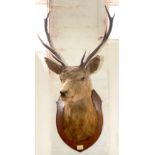 TAXIDERMY. THE HEAD OF A STAG MOUNTED ON AN OAK SHIELD WITH IVORINE LABEL D. S. INVERMORRISTON