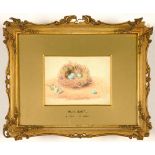 ATTRIBUTED TO WILLIAM HENRY HUNT (1790-1864), STUDY OF A BIRD'S NEST, WATERCOLOUR, BEARS INSCRIPTION