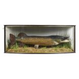 FISH TAXIDERMY. PIKE, 1962, realistically mounted above a sandy bed with weed, in bow fronted glazed