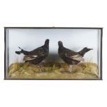 BIRD TAXIDERMY. MALE BLACK GROUSE, LATE 19TH/EARLY 20TH C, realistically mounted in glazed case,