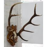 TAXIDERMY. A SET OF ELEVEN POINT DEER ANTLERS MOUNTED ON A CARVED OAK SHIELD, 110CM H