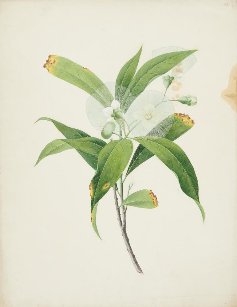 BOTANICAL ARTIST, EARLY 19TH CENTURY CAMELLIA AND OTHER FLOWERS a set of four, watercolour, 47 x - Image 2 of 6