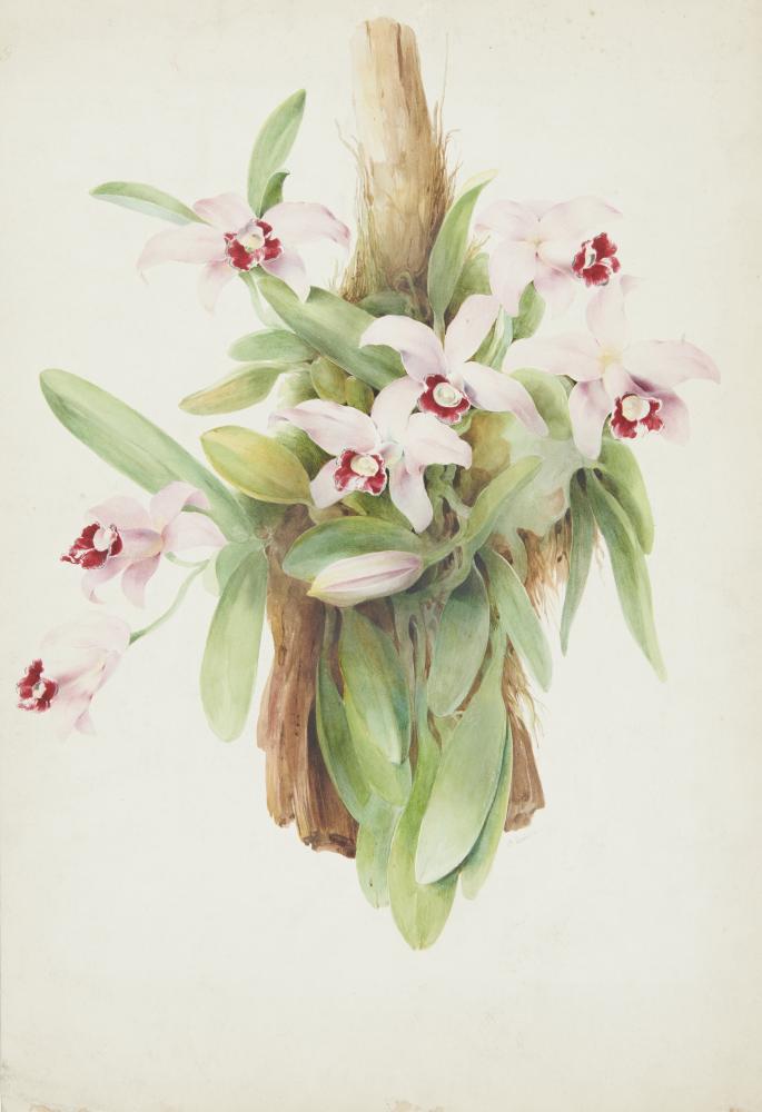 BOTANICAL ARTIST, EARLY 19TH CENTURY CAMELLIA AND OTHER FLOWERS a set of four, watercolour, 47 x - Image 5 of 6